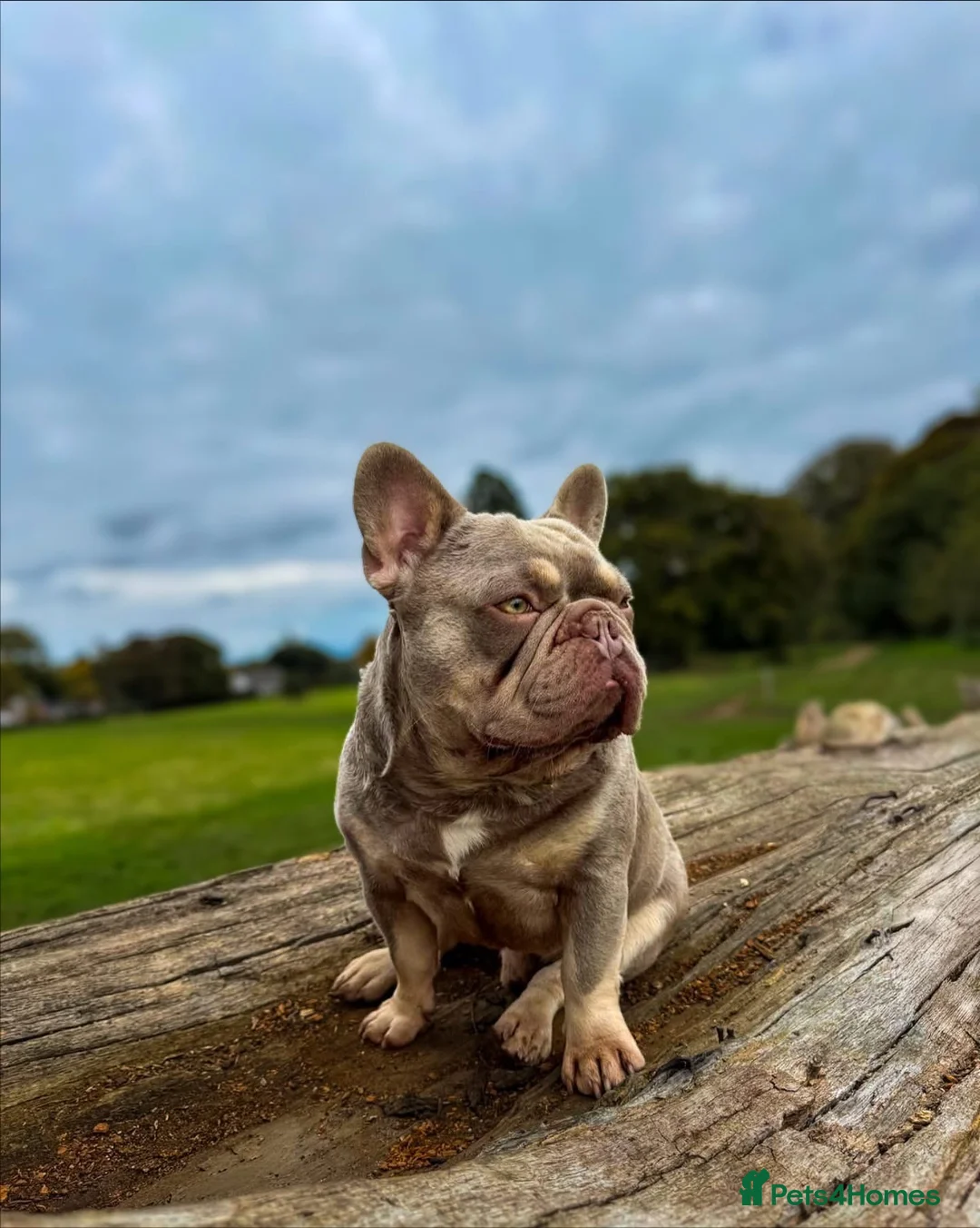 French Bulldog dogs for sale: KC Registered French Bulldog Puppies - Advert 10