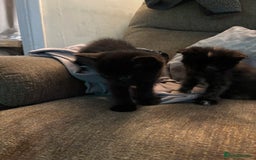 British Shorthair cats for sale: 2 females 1 male kitten - Image 2