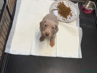 Miniature Dachshund dogs KC REGISTERED x2 minature male dachshunds - Advert 5