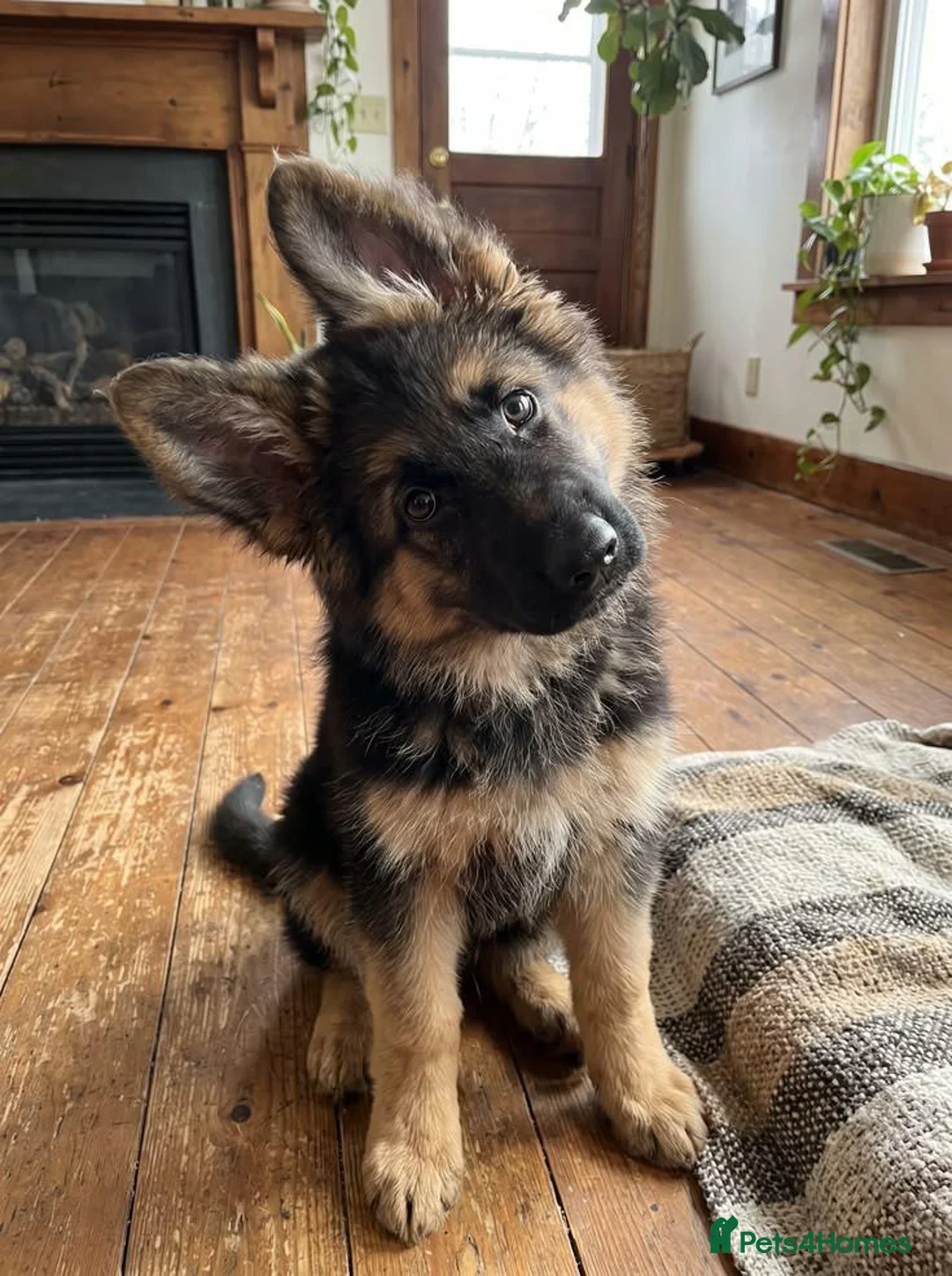 German Shepherd dogs for sale: Five lovely German shepherd puppies ready now  in Bath - Advert 2