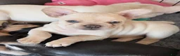 French Bulldog dogs for sale: French bulldog puppies  in Newport - Advert 9