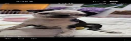 Pug dogs for sale: Two beautiful panda pug girls  in Wrexham - Advert 13