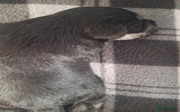 Miniature Schnauzer dogs for sale: 3 adorable miniature schnauzer puppies  - Image 9