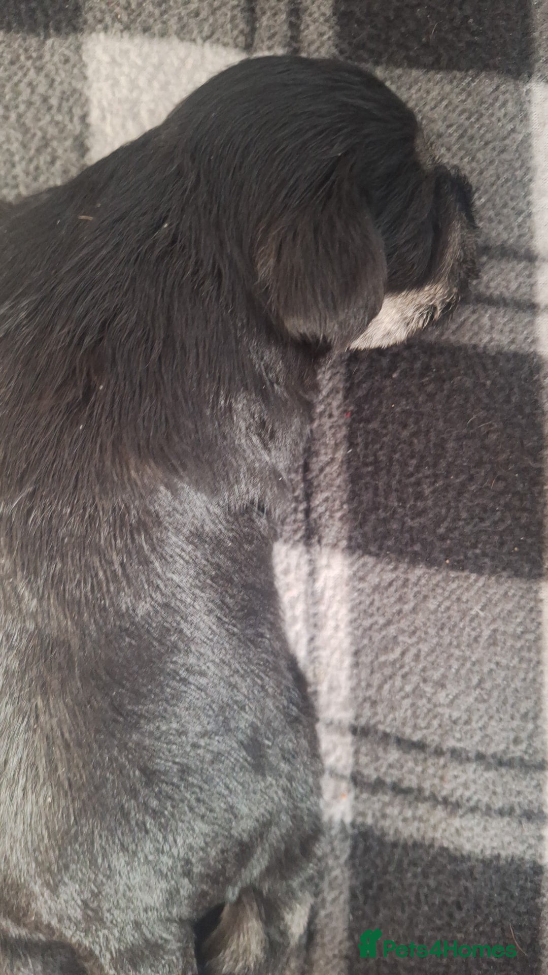 Miniature Schnauzer dogs for sale: 3 adorable miniature schnauzer puppies  - Image 9