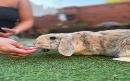 Mini Lop rabbits for sale: Looking for new home  - Advert 4