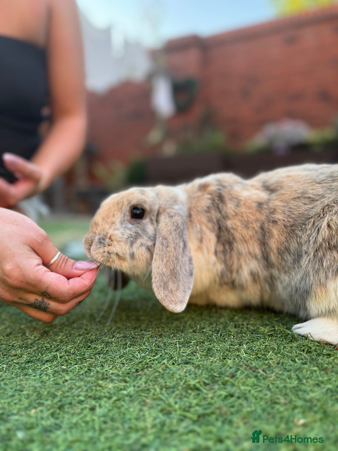 Mini Lop rabbits for sale: Looking for new home  - Advert 4