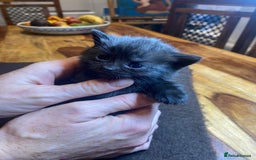 Domestic Shorthair cats for sale: 5 beatiful kittens for sale  - Image 1