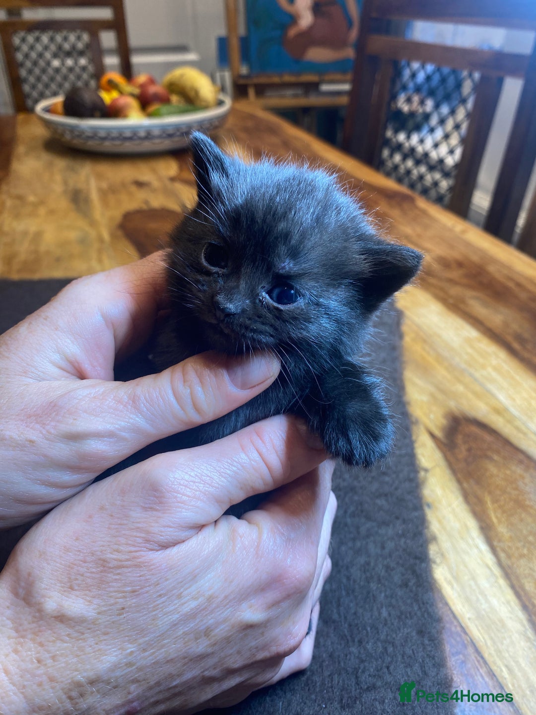 Domestic Shorthair cats for sale: 5 beatiful kittens for sale  - Image 1