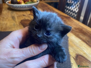 Domestic Shorthair cats - Advert 9