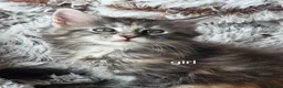 Maine Coon cats for sale: Maine coon kittens Ready Now - Advert 35
