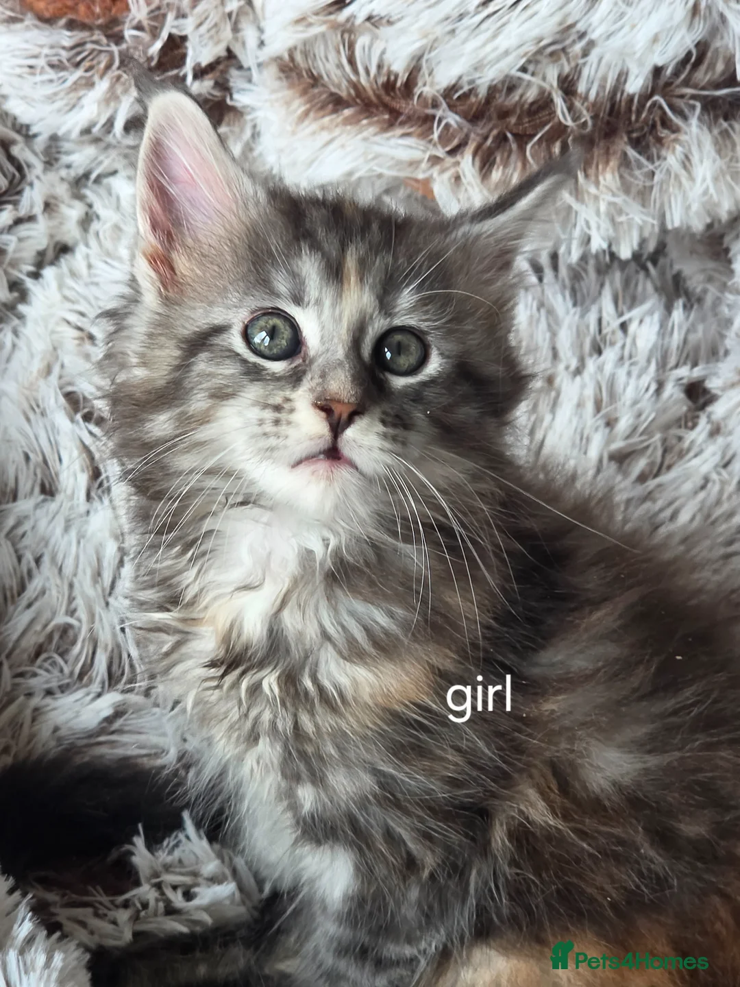 Maine Coon cats for sale: Maine coon kittens Ready Now - Advert 35