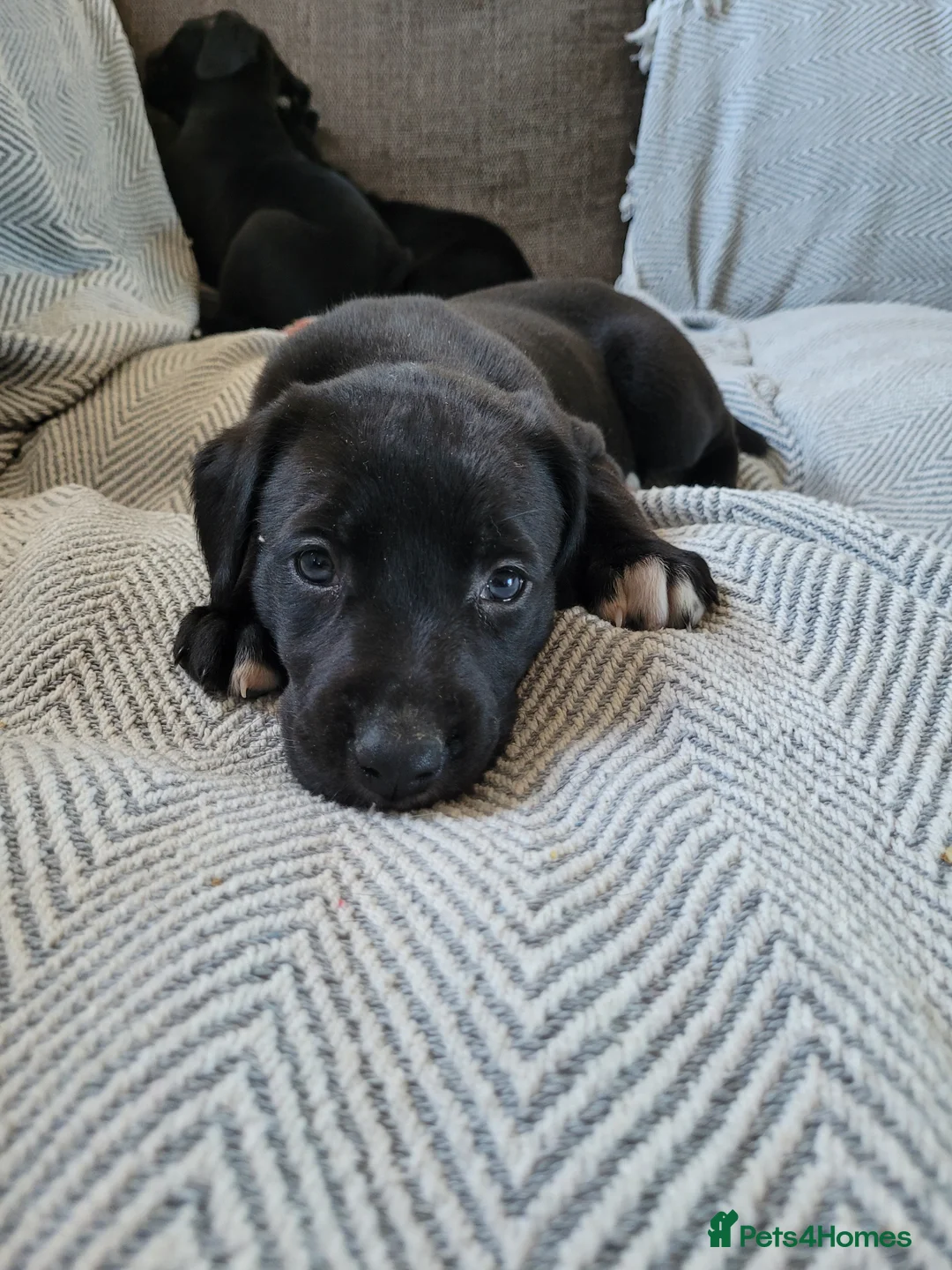 Greyhound dogs for sale: Greyhound x Lurcher Pups  - Advert 1