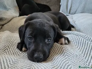 Greyhound dogs Greyhound x Lurcher Pups - Advert 1