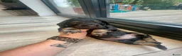 Mixed Breed dogs for sale: Dachshund hybrid puppies 🩷🩵 LAST ONE AVAILABLE  - Advert 28