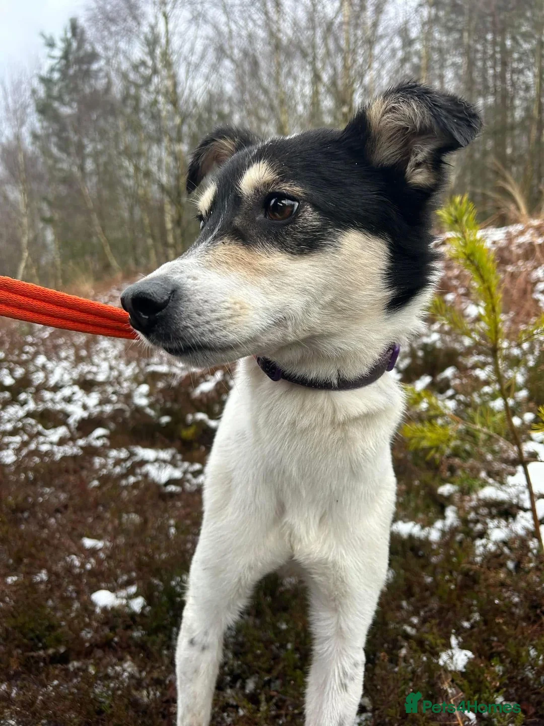 Mixed Breed dogs for adoption: Pippa - Norwich Norfolk  in Norwich - Advert 2