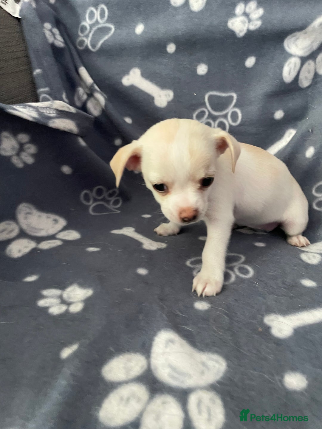 Chihuahua dogs for sale: Chihuahua Puppy 3 - 2 boy, 1 girl  chihuahua  - Image 14