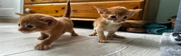 Abyssinian cats for sale: Abyssinian kittens  - Advert 6