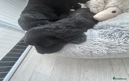 Mixed Breed dogs for sale: KC COCKER X MINI COLLIE PUPS  - Advert 11