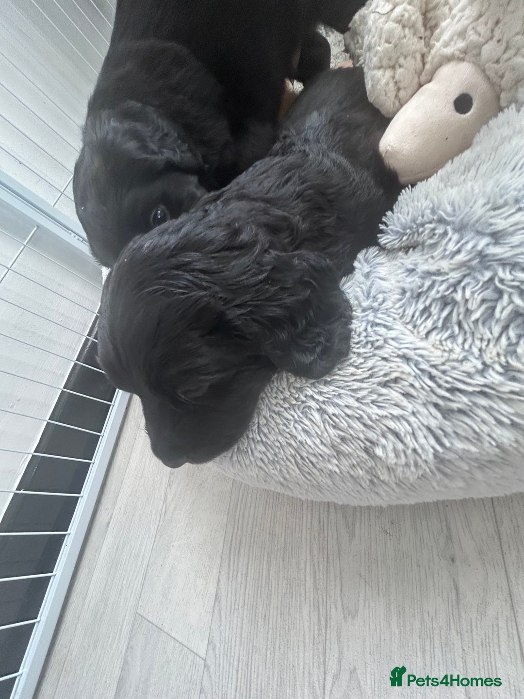 Mixed Breed dogs for sale: KC COCKER X MINI COLLIE PUPS  - Advert 11