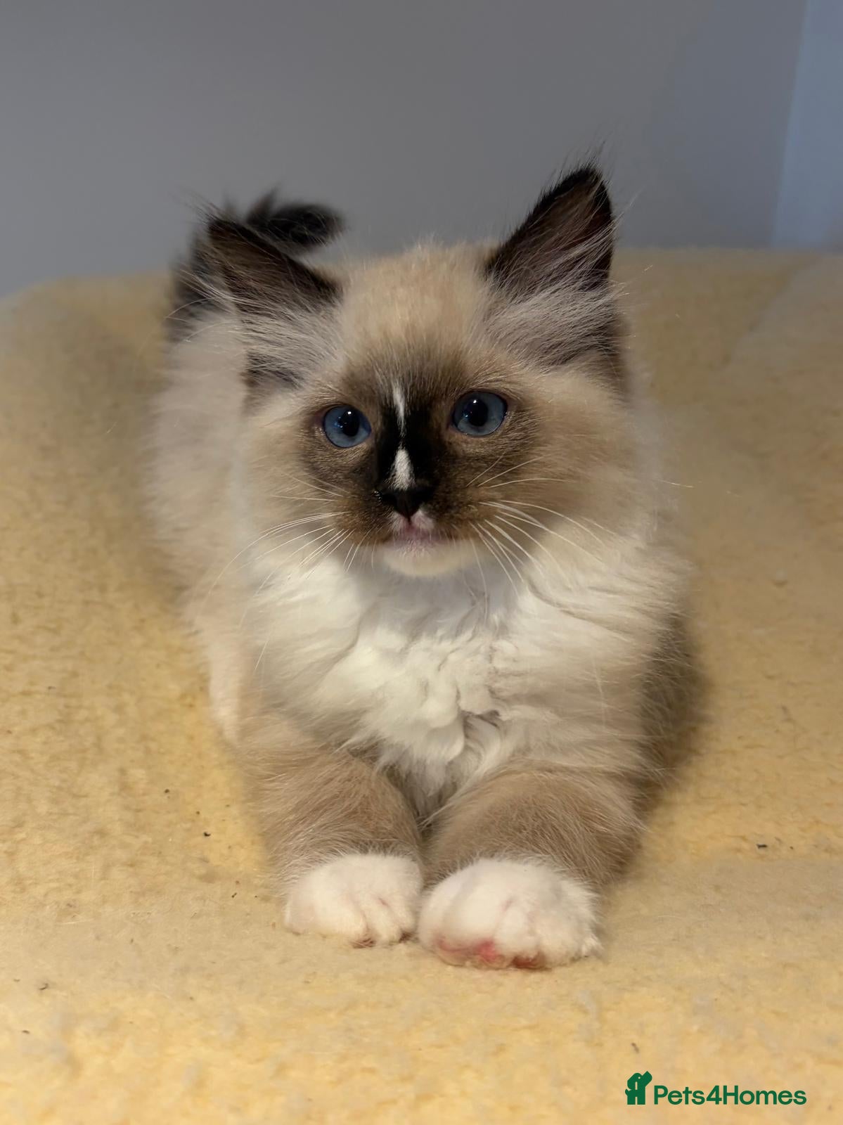 Ragdoll cats Stunning GCCF Ragdoll Kittens - Advert 1
