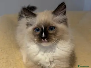 Ragdoll cats Stunning GCCF Ragdoll Kittens - Advert 1
