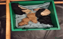 Standard Poodle dogs for sale: Beautiful KC Reg Standard Poodle Puppies - Image 5