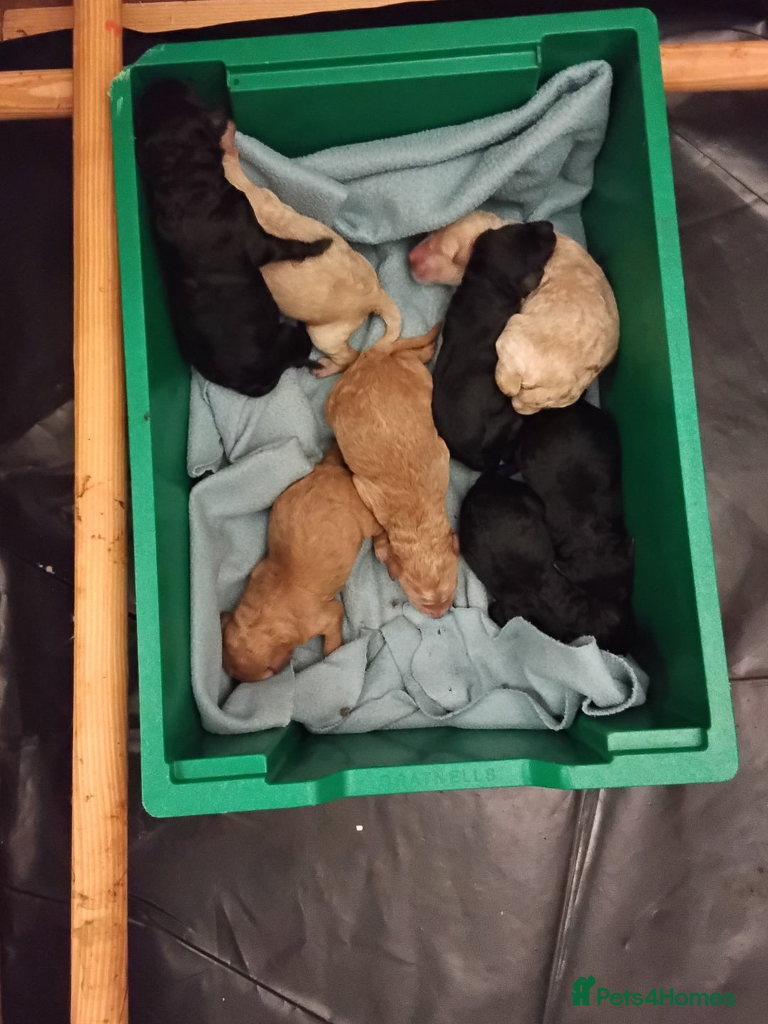 Standard Poodle dogs for sale: Beautiful KC Reg Standard Poodle Puppies - Image 5