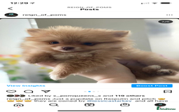 Pomeranian dogs for stud: Chocolate Stud Kc Registered ,Embark tested in Runcorn - Image 25