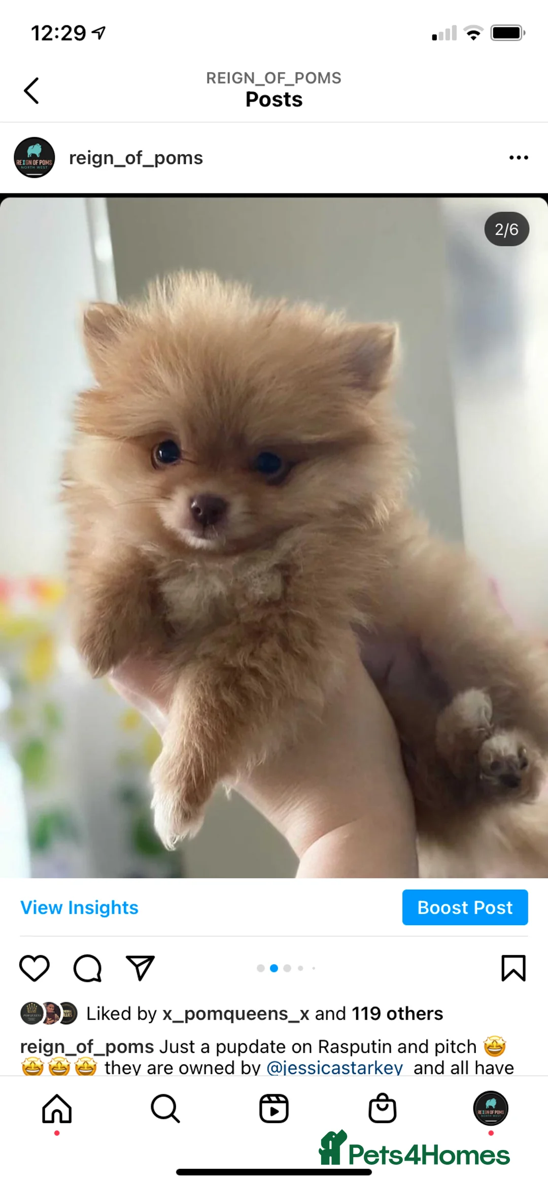 Pomeranian dogs for stud: Chocolate Stud Kc Registered ,Embark tested in Runcorn - Advert 25
