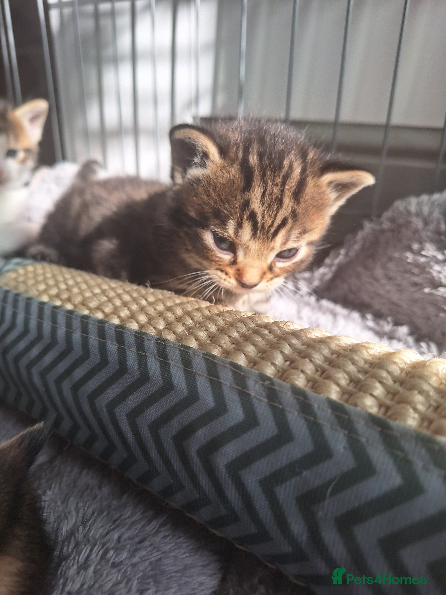 Bengal cats Gorgeous bengal mix babies 3/6 left - Advert 4