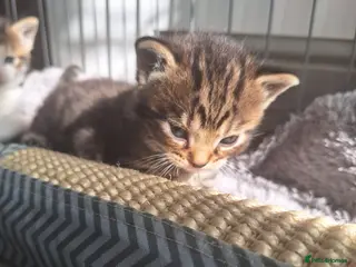 Bengal cats Gorgeous bengal mix babies 3/6 left - Advert 4