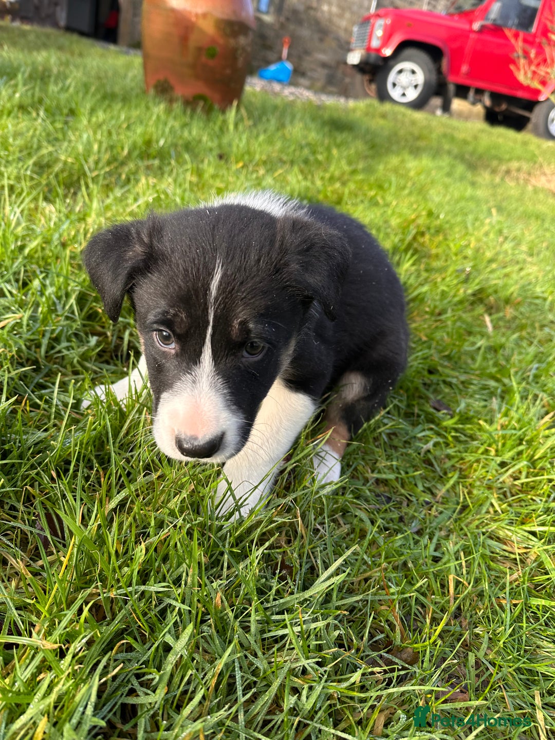 Border Collie dogs for sale: 3 Border Collie Tri-Coloured Puppies - Advert 6