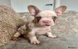 French Bulldog dogs for sale: Ready now! Last two boys! Blue eyed frenchies! - Image 1
