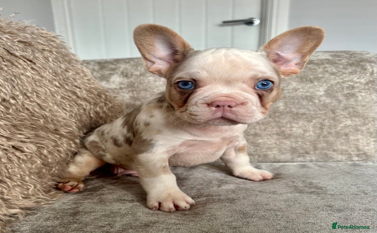 French Bulldog dogs - Advert 1