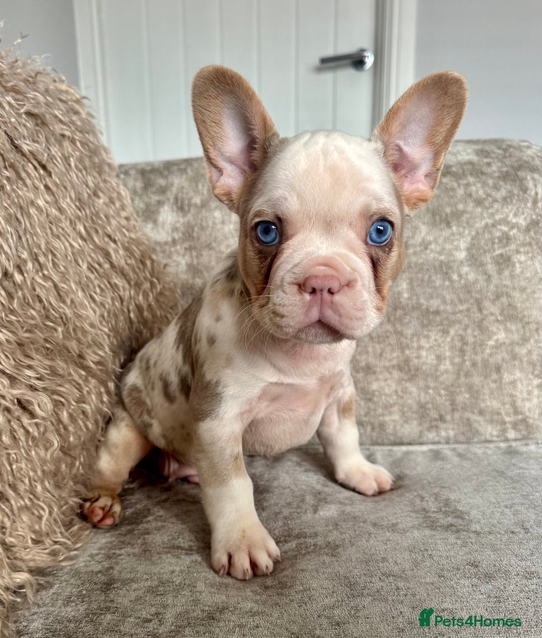 French Bulldog dogs for sale: Ready now! Last two boys! Blue eyed frenchies! - Image 1