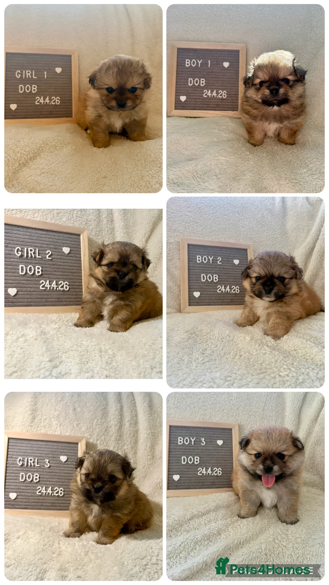 Mixed Breed dogs for sale: Stunning Shih Tzu/ Pomeranian puppies  in London - Advert 1