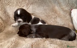 Cocker Spaniel dogs for sale: Adorable show cocker puppies - Image 30
