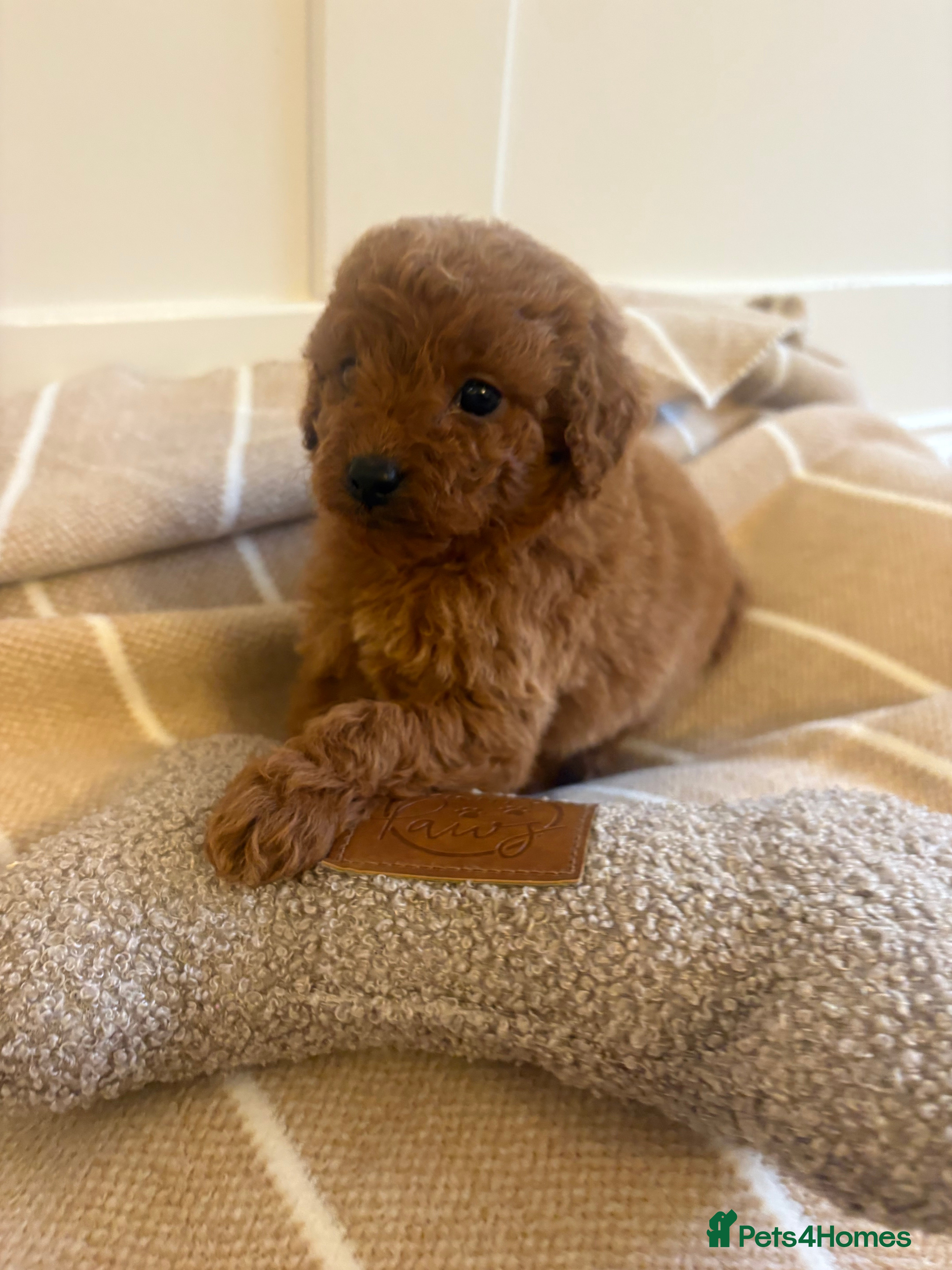 Cavapoo dogs LICENSED BREEDER QUALITY HEALTH TESTED CAVAPOOS - Advert 9