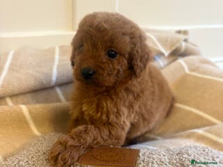 Cavapoo dogs LICENSED BREEDER QUALITY HEALTH TESTED CAVAPOOS - Advert 1