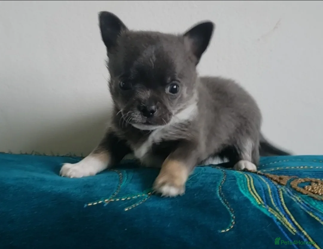 Chihuahua dogs for stud: FREDERICK VON LOVEHUNTER KC Champion heritage Stud in Chorley - Advert 27