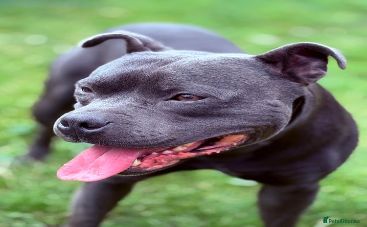Staffordshire Bull Terrier dogs - Advert 4
