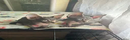 Sphynx cats for sale: READY FOR NEW HOME,2 boys still available. - Advert 10