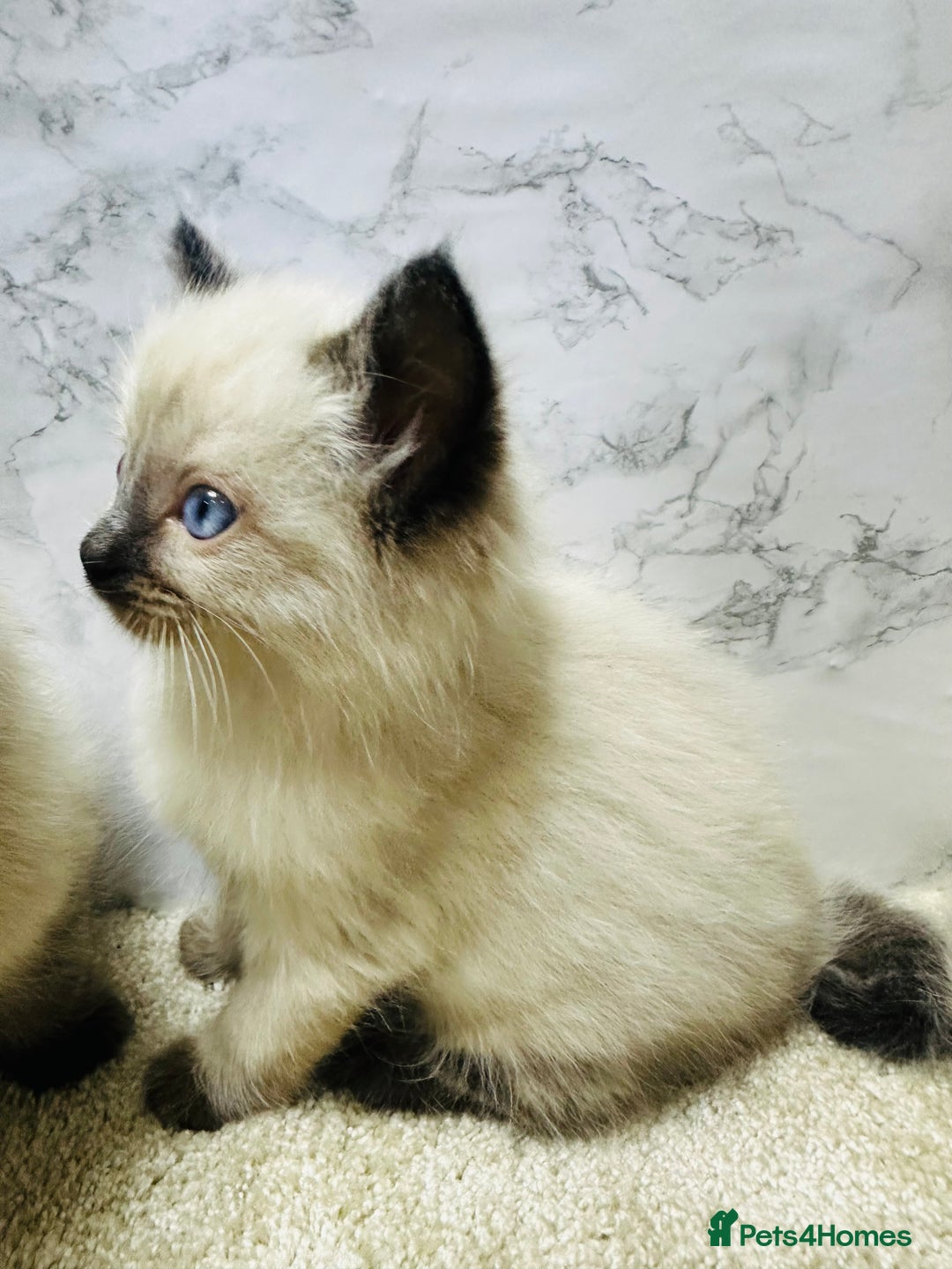 Ragdoll cats for sale: Pure Beautiful Ragdoll Kittens  - Advert 21