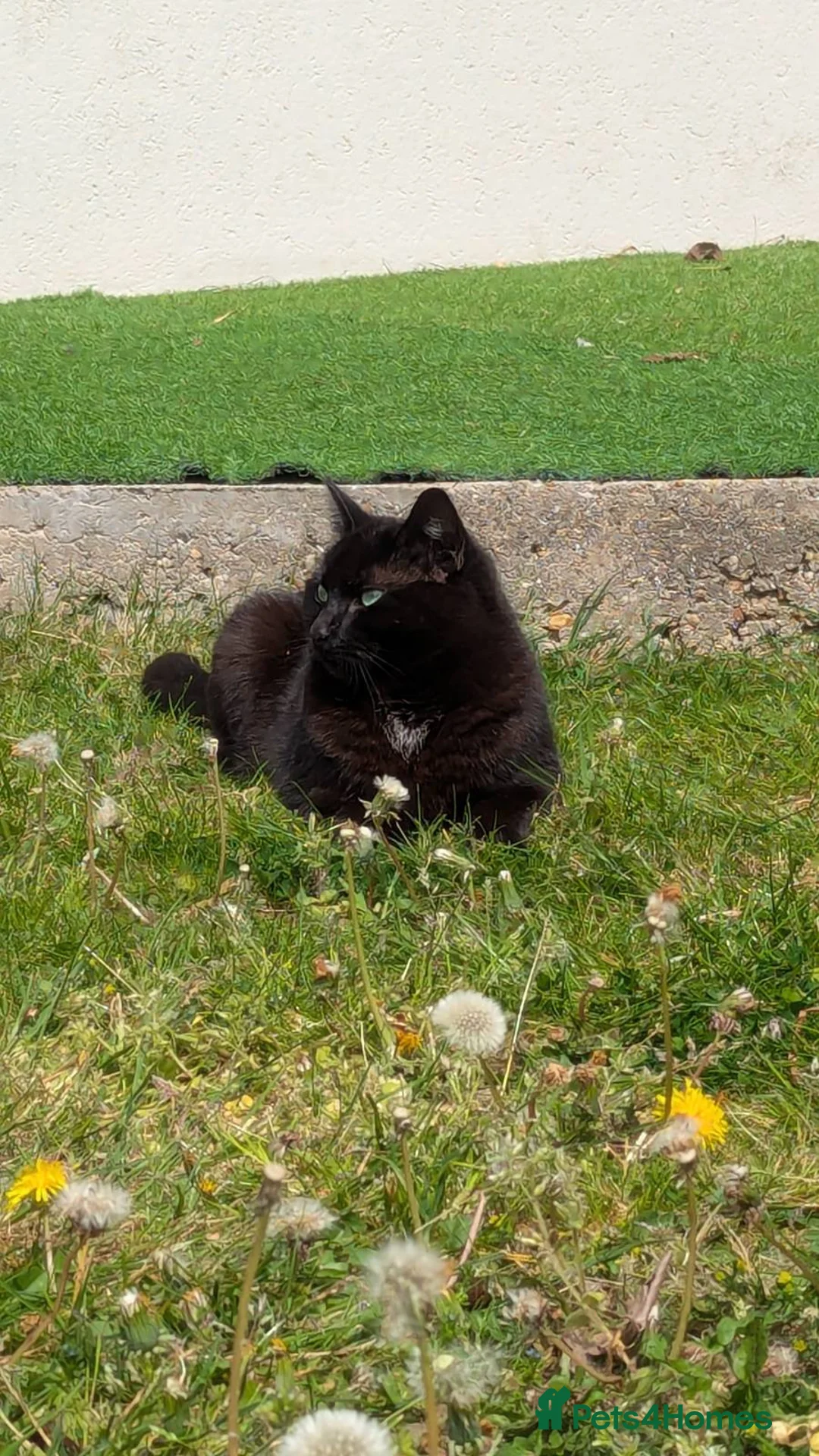 Mixed Breed cats for sale: adult female cat for sale - Advert 4