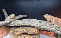 Bearded Dragon reptiles for sale: Female bearded dragons with set up  - Image 2
