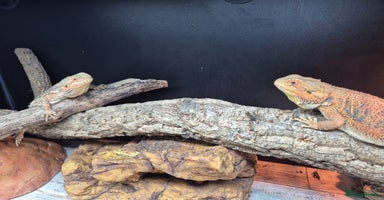Bearded Dragon reptiles - Advert 3