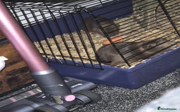 Guinea Pig rodents for sale: Guina pigs  - Image 6
