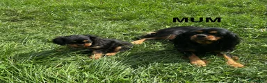 Cavalier King Charles Spaniel 3