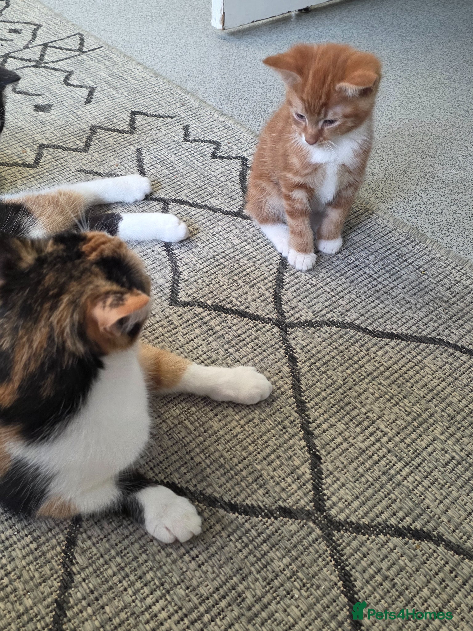 Mixed Breed cats A male ginger tabby and a female tuxedo - Advert 1