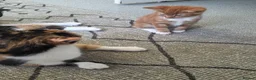 Mixed Breed cats for sale: A male ginger tabby and a female tuxedo - Advert 1